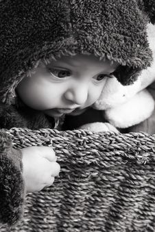 Baby Bear Stock Images