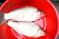 Fish Stock Photo Fish Stock Photo