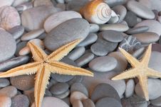 Starfish On Pebbles Stock Photography Starfish On Pebbles Stock Photography