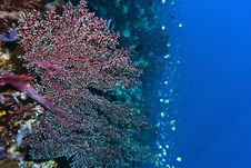 Gorgonian Fan Royalty Free Stock Images Gorgonian Fan Royalty Free Stock Images