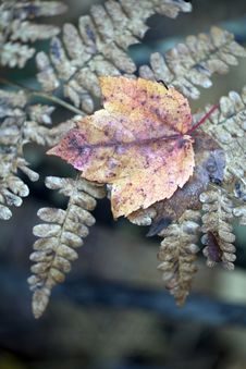 Autumn Leaf On Fern Stock Photos Autumn Leaf On Fern Stock Photos