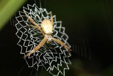 Spider At Net Stock Photography Spider At Net Stock Photography