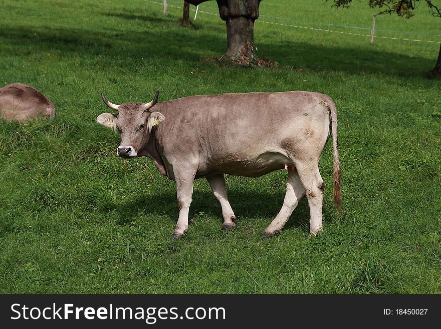 Cow on a green Swiss farm land in the Alps