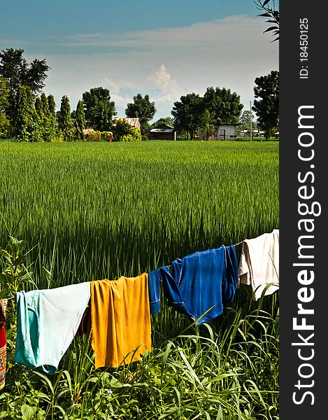 Hanging drying colorful clothes in rice field in Nepal