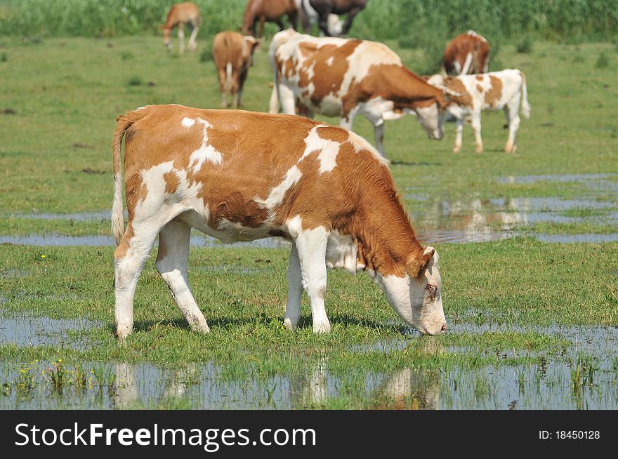 Herd of cows grazing in meadow