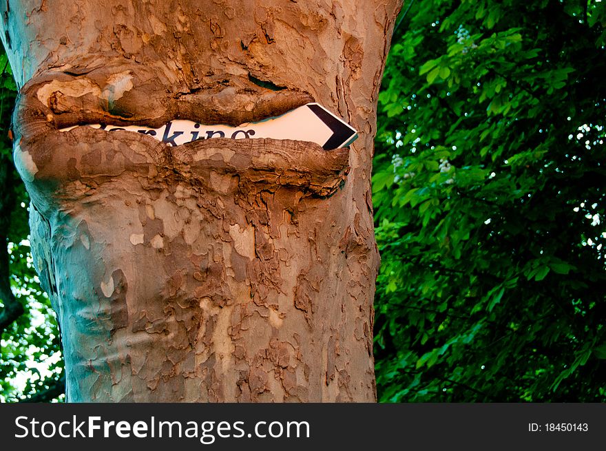 Parking sign on the tree in the bark