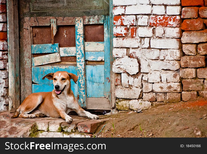 Dog in front of brick wall ruins in Nepal village. Dog in front of brick wall ruins in Nepal village