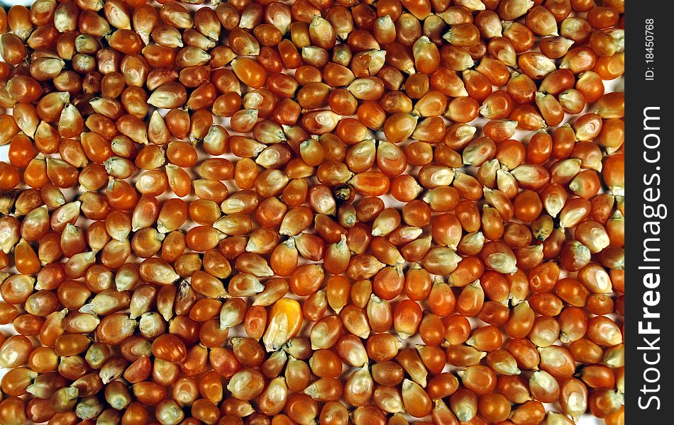 Closeup of popcorn kernels for a background