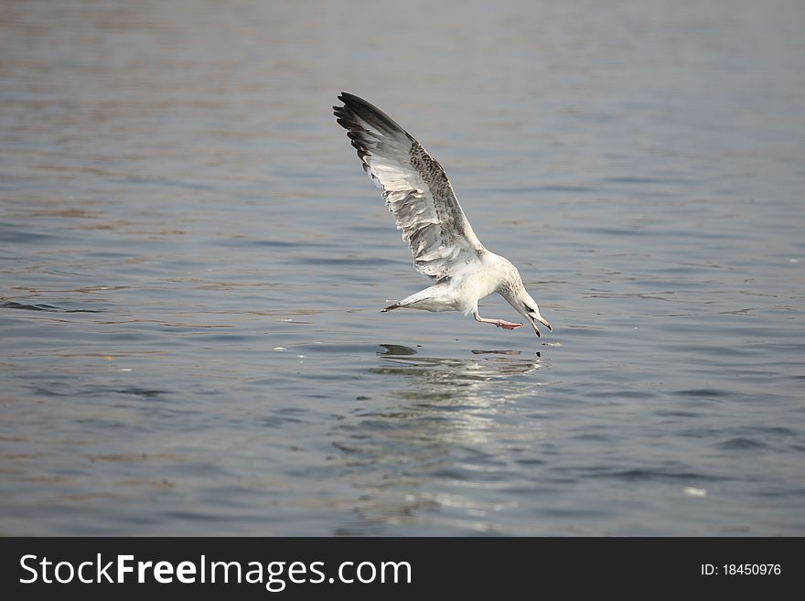 A seagull fly to the sea to get his food. A seagull fly to the sea to get his food.