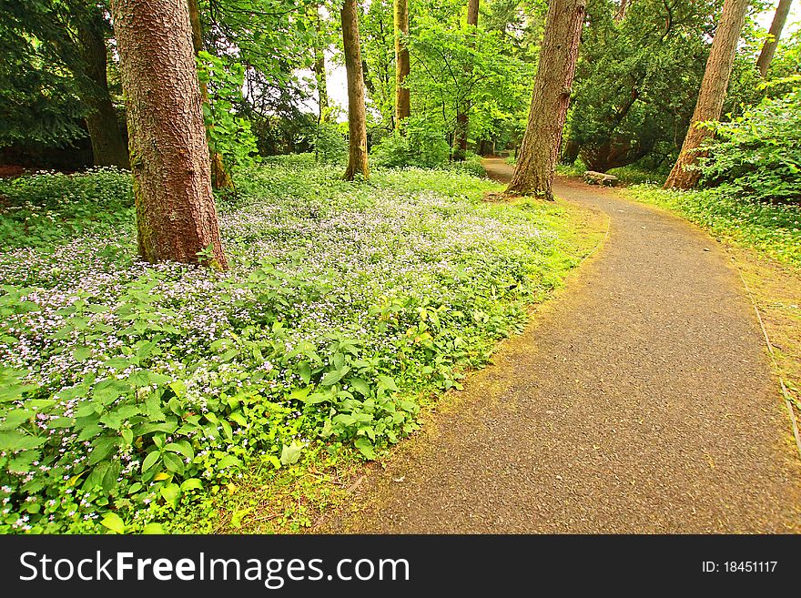 Beautifufl Spring forest with a road