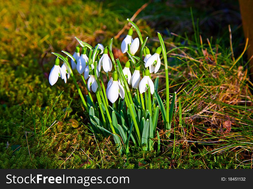 Snowdrops in the grass, selective focus