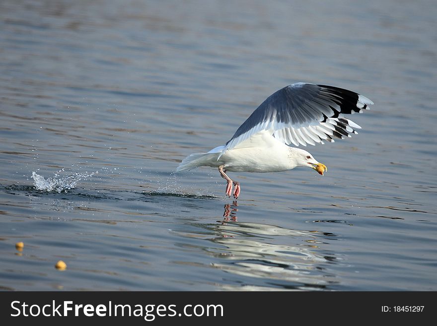 A seagull fly to the sea to get his food. A seagull fly to the sea to get his food.