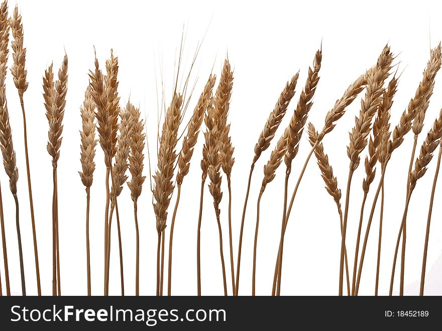 Wheat ears on white background