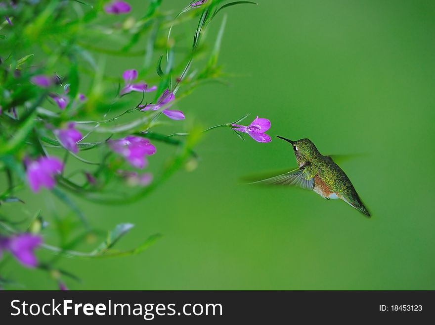Hummingbird feeding nectar at flowers. Hummingbird feeding nectar at flowers