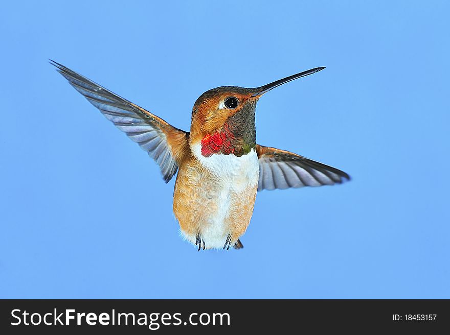 Male Rufous Hummingbird