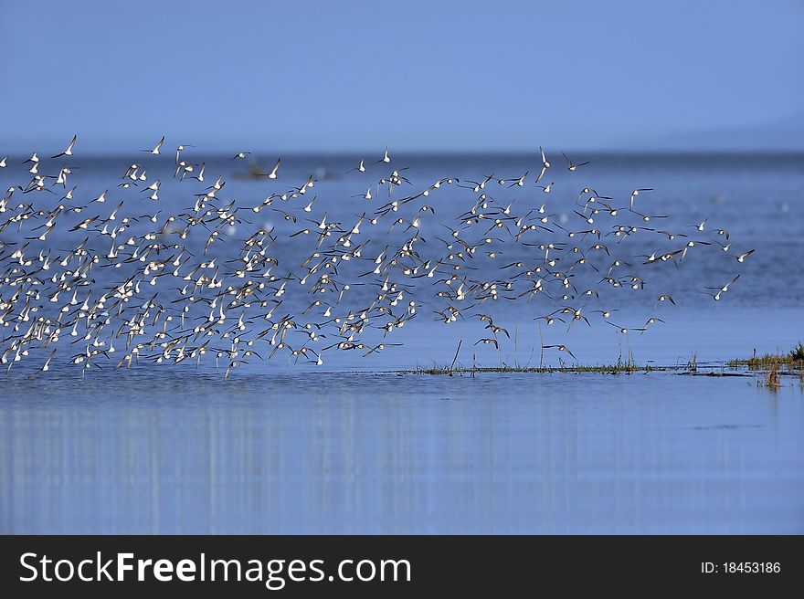 Flock of Dunlinalong the shoreline