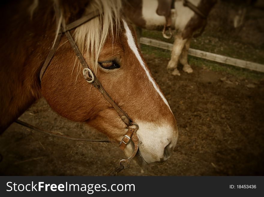 A close up of a horse's head. A close up of a horse's head