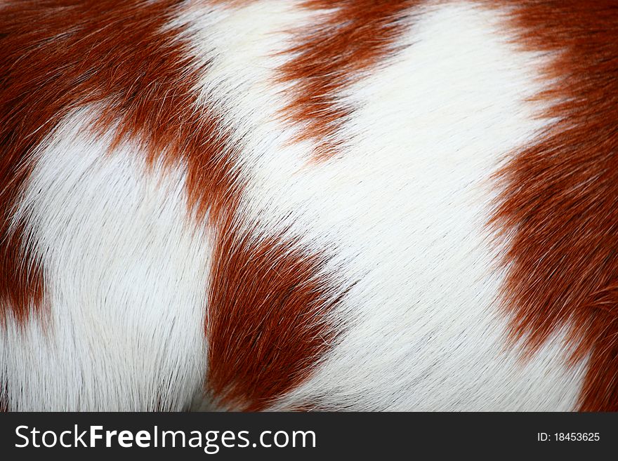 Goat fur background