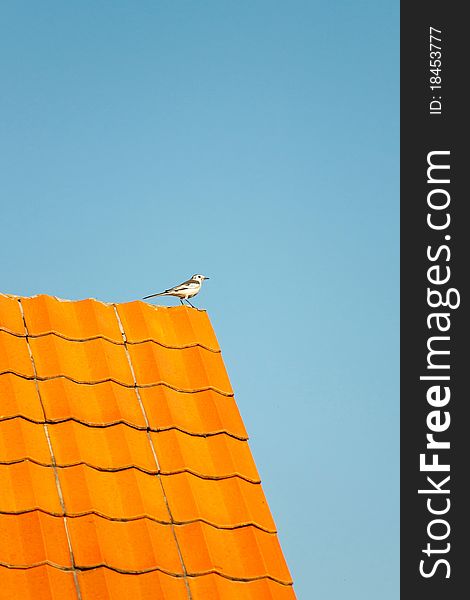 Bird on the roof,nature