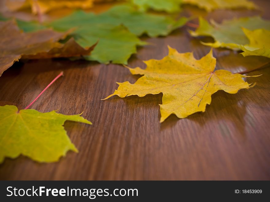 Autumn marple leaves ovwr wooden desk, shallow DOF. Autumn marple leaves ovwr wooden desk, shallow DOF