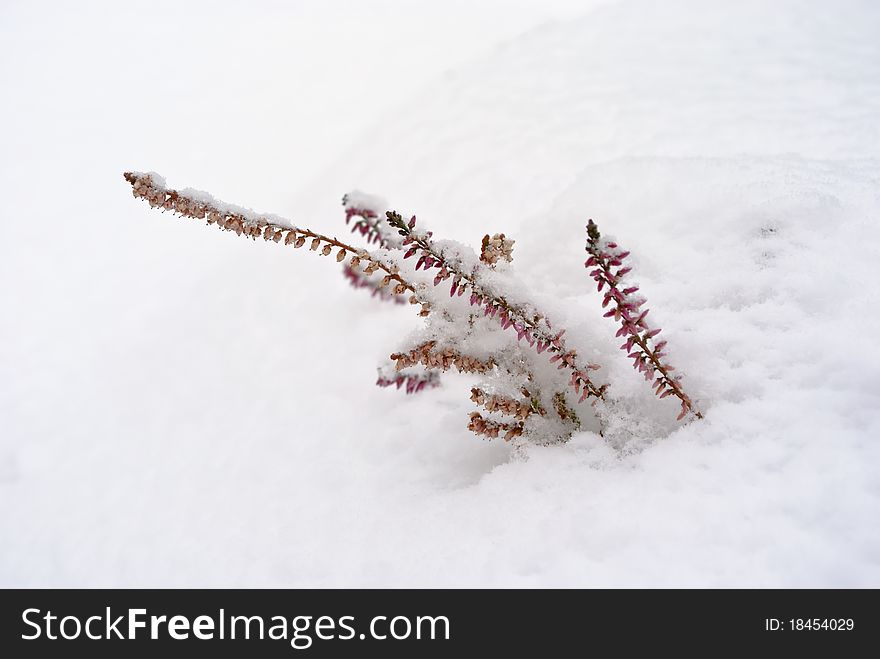 Overcoming concept: heather growing from snow