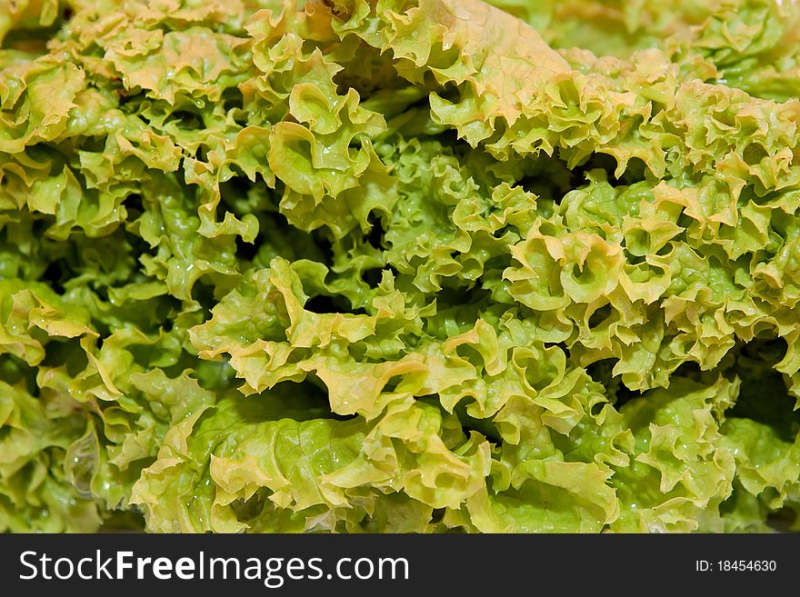 Salad leaf in close up