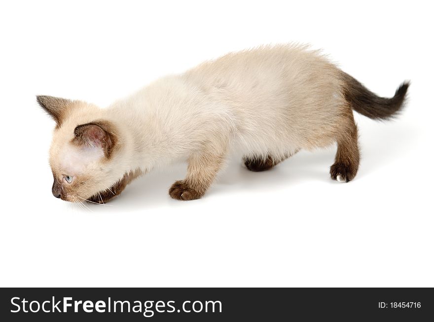 Funny playful siamese kitten on white background. Funny playful siamese kitten on white background