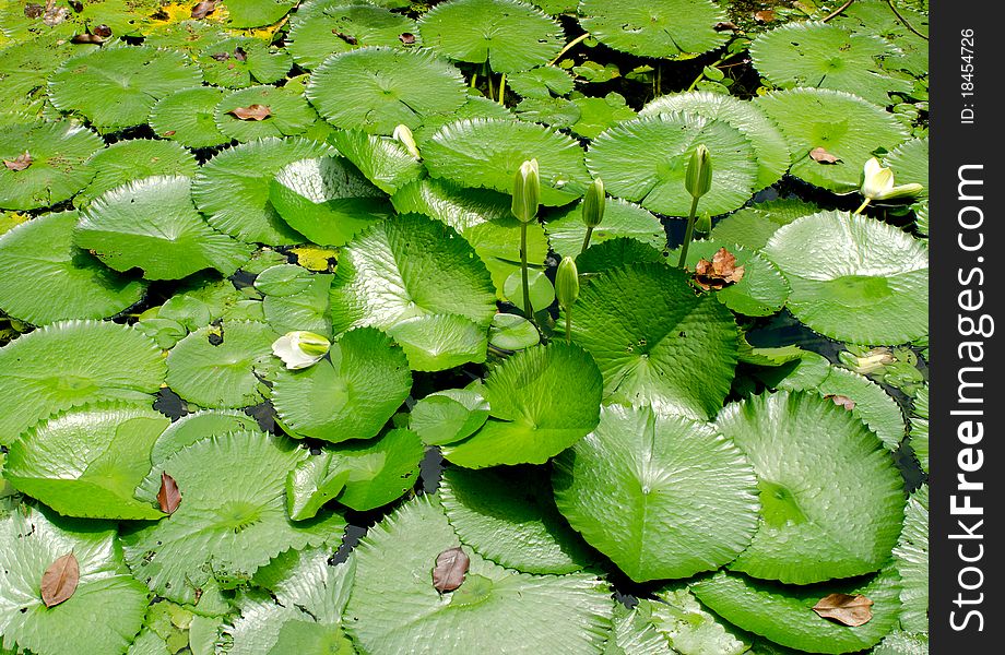 The full of green waterlily in pond. The full of green waterlily in pond