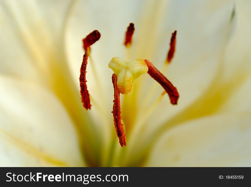 Six red stamens and yellow pistil of the white lily close-up.
