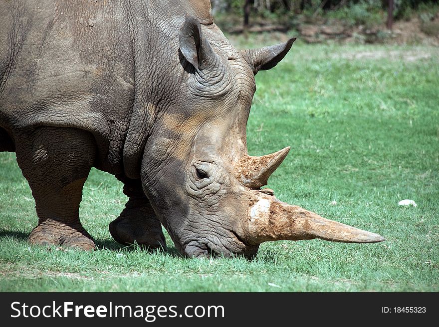 Rhinoceros eating grass in Texas safari park