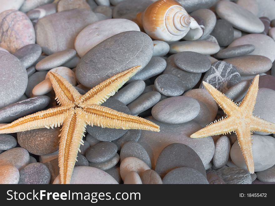 Starfish and seashelle on pebbles. Starfish and seashelle on pebbles