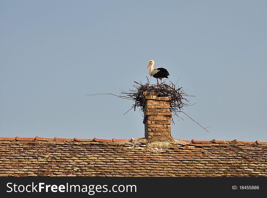 Stork in nest placed on the chimney