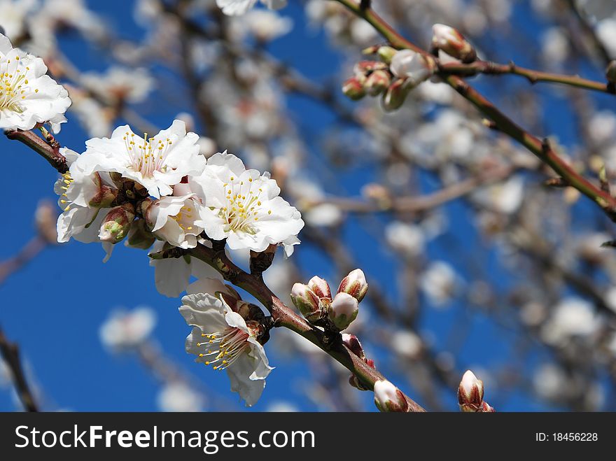 Spring almond blossom in full bloom