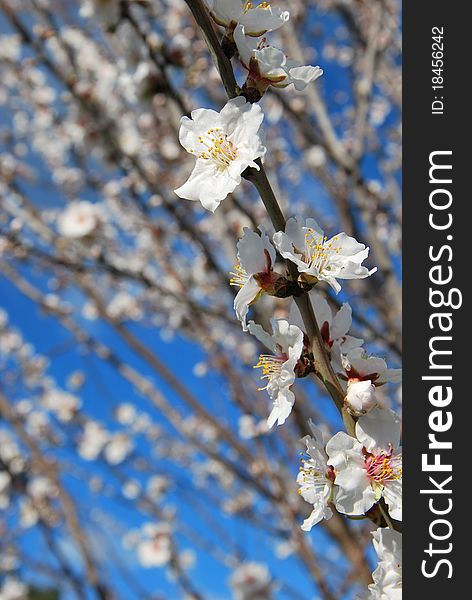 Beautiful Spring almond flowers blossom in full bloom against clear blue sky. Beautiful Spring almond flowers blossom in full bloom against clear blue sky