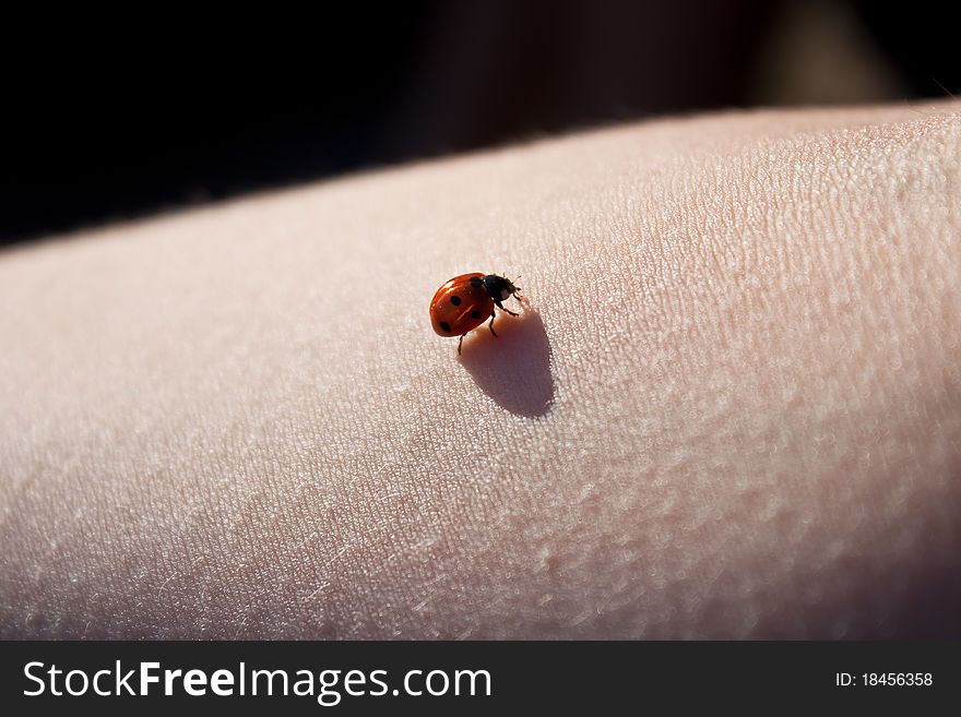 Ladybug on a human hand, macro