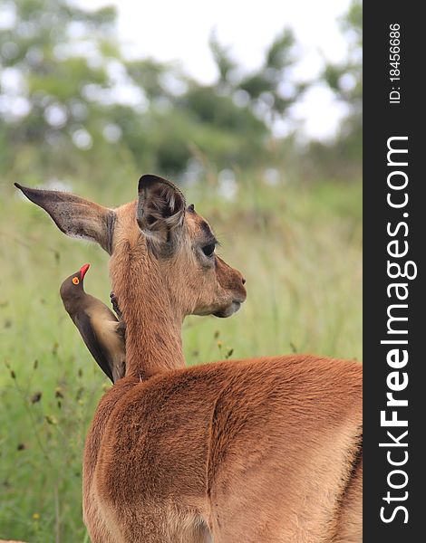 Baby impala with Oxpecker bird on its neck