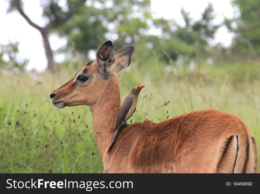 Baby Impala And Oxpecker Bird