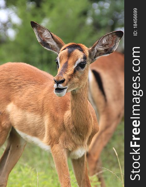 Baby impala among his herd