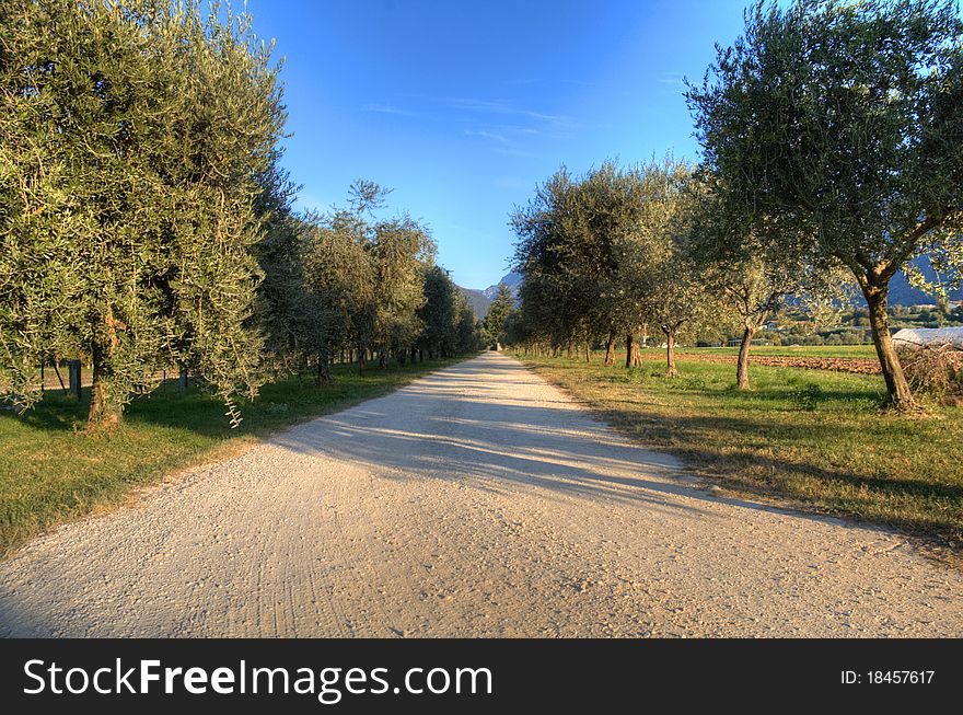 Long driveway in the middle of an olive grove