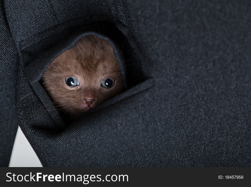 A funny scottish fold kitten in the pocket