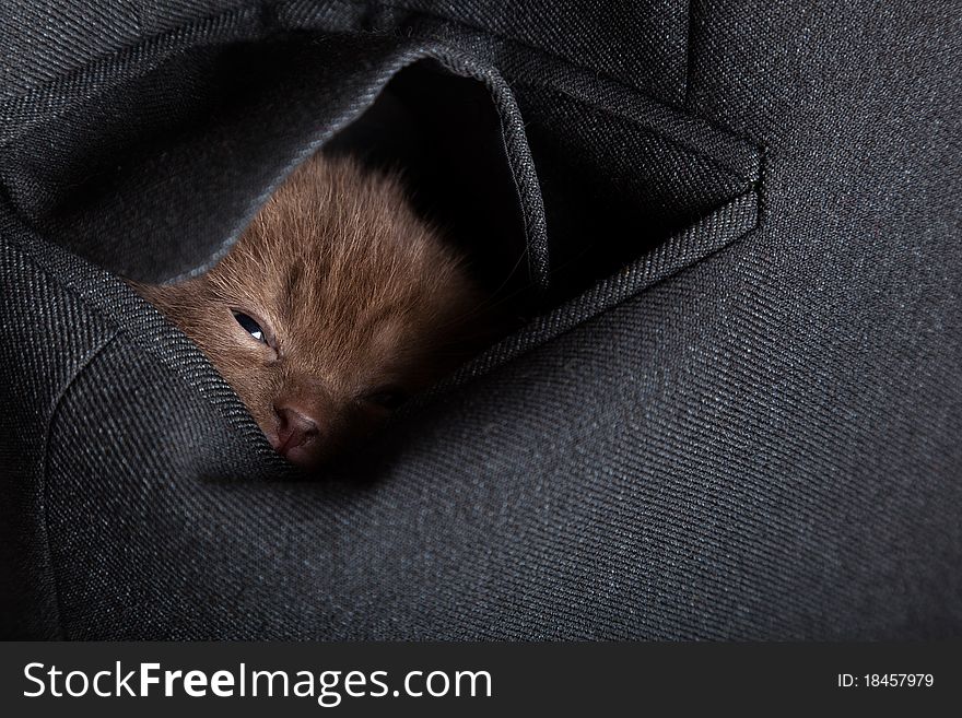 A little funny scottish fold kitten in the pocket