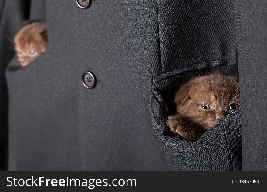 Kittens are in a jacket pockets. isolated on a white background