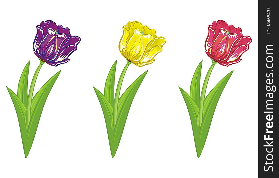 Three colorful tulips illustration