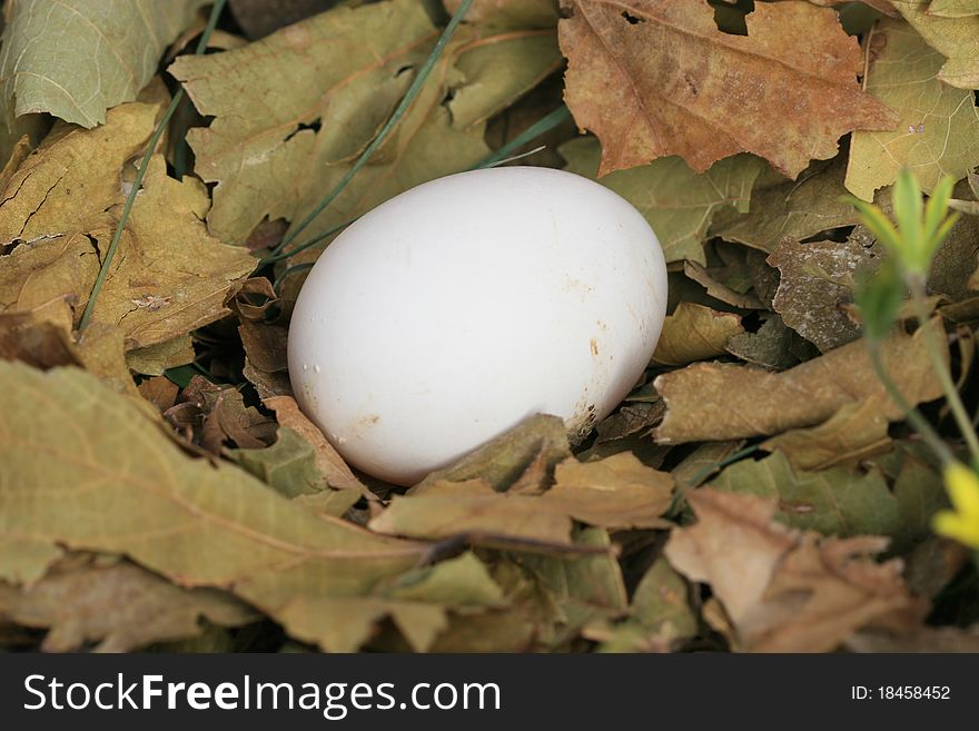 Eggs of chickens on the farm eggs in their natural environment image. Eggs of chickens on the farm eggs in their natural environment image