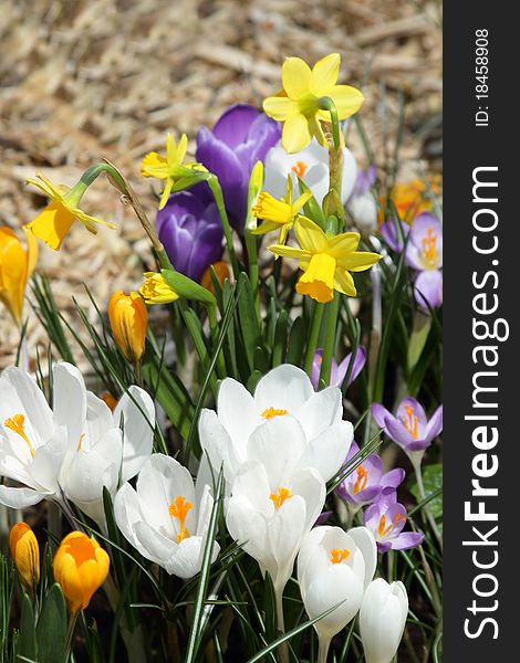 Some multi-colored snowdrops, crocuses , against a green grass.