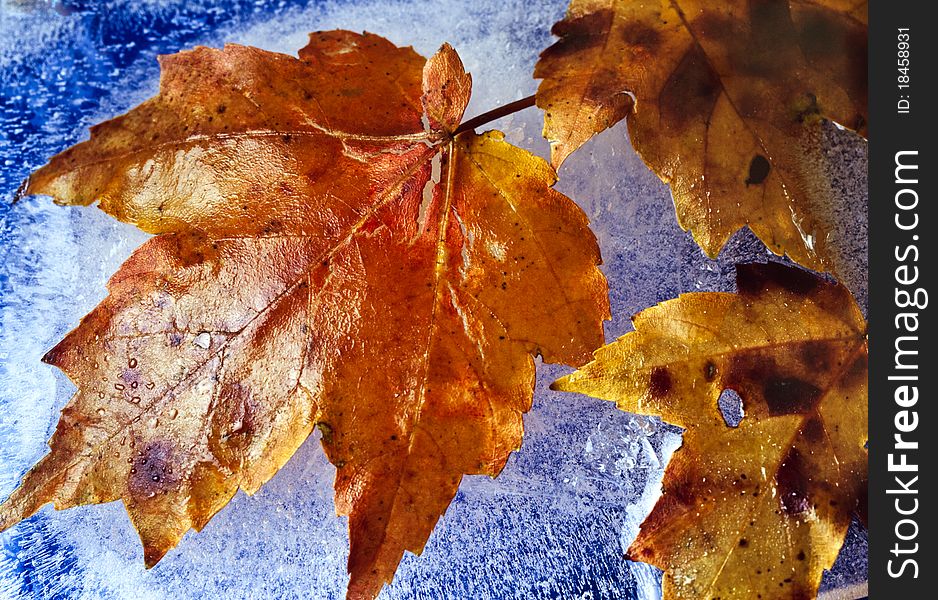 Maple Leaves In Ice