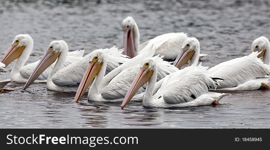 American white Pelican (Pelecanus erythrorhynchos) feeding in Everglades National Park