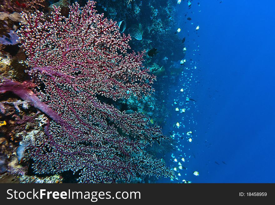 Deep water Gorgonian fan living on a coral wall off the coast of Bunaken