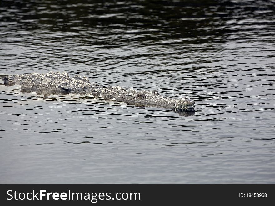 Swimming American crocodile in Everglades National Park in Florida