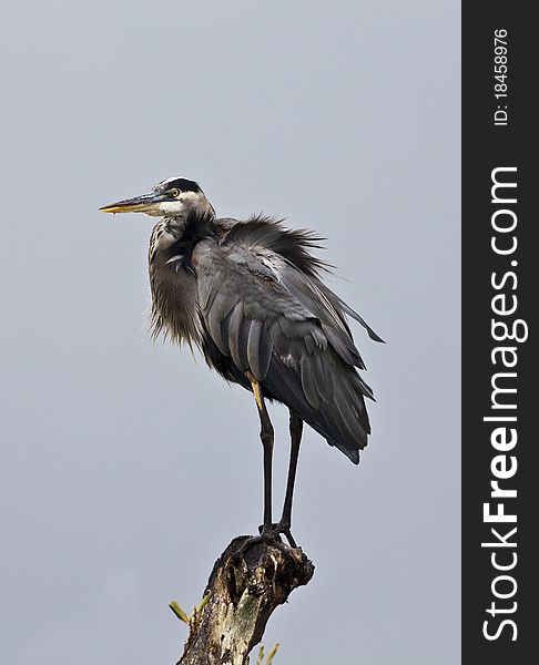 Great Blue Heron (ardea Herodias) in Everglades National Park in Florida